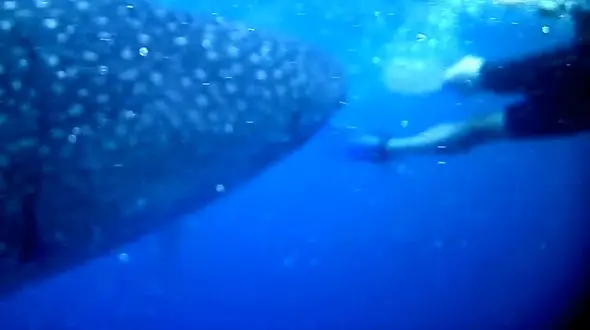 سورپرایز شدن غواص توسط وال سفید + فیلم