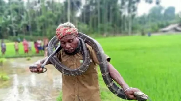 مار شاه کبرا این پیرمرد را کشت + فیلم