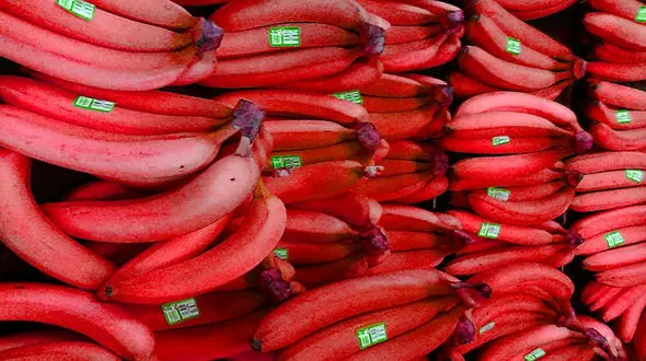 تا به حال موز قرمز دیده بودید ؟ / فواید باورنکردنی آن را بخوانید