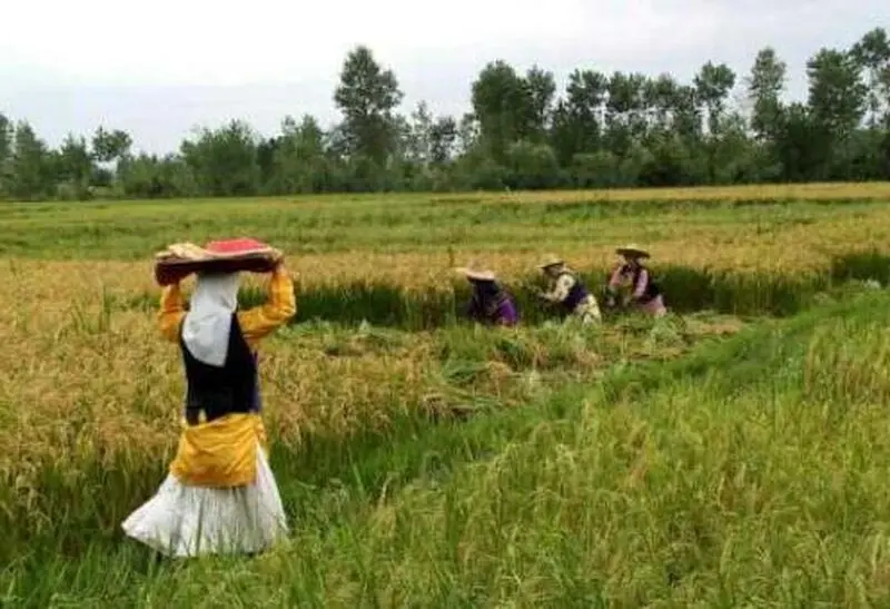 رشت 7