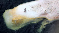 سرنوشت عجیب نهنگ عنبر در محاصره صخره ها + تصاویر