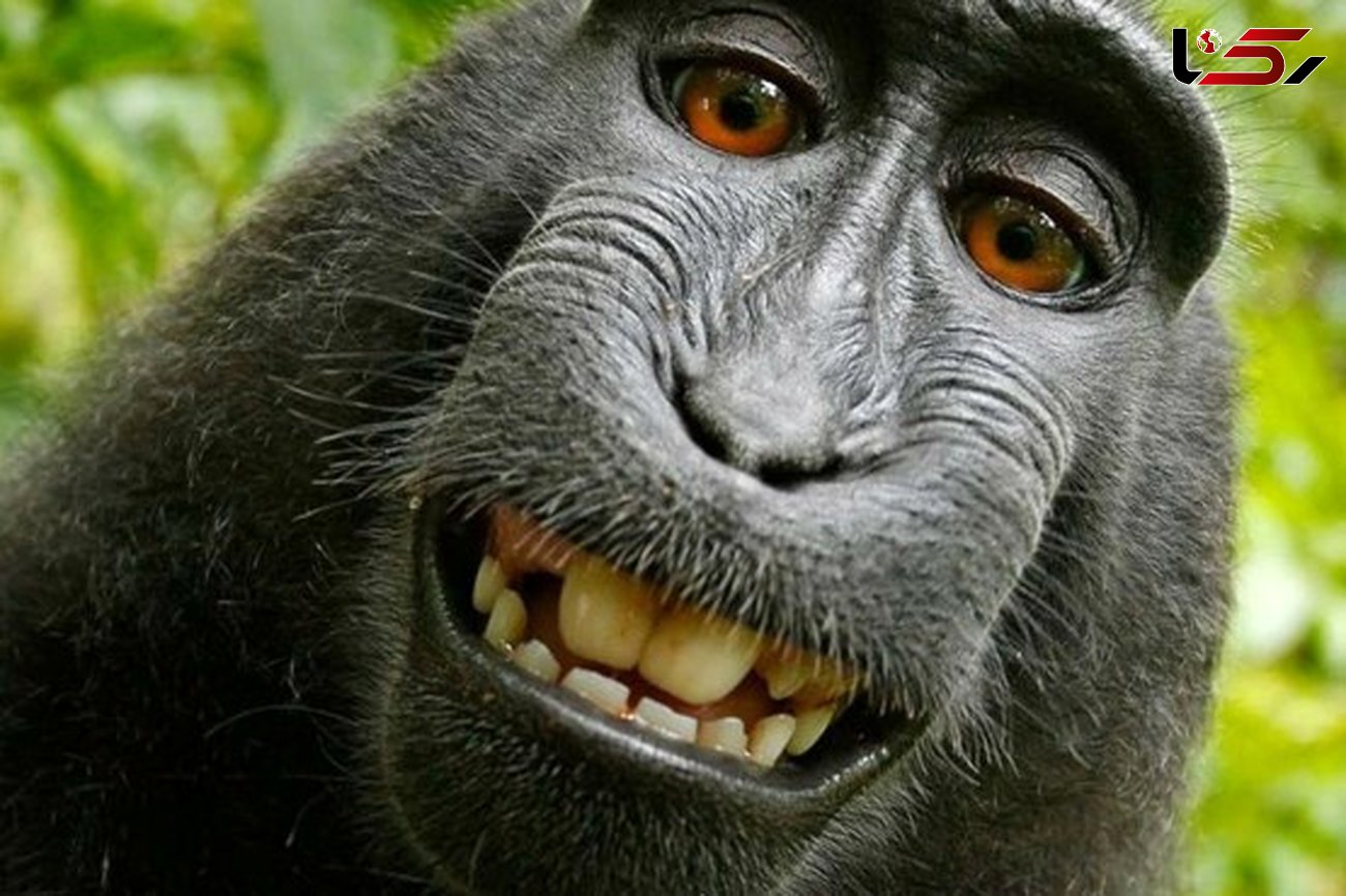  میمون هایی که سخنگو هستند +عکس