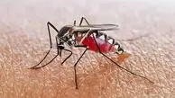 مالاریا را جدی بگیرید؛ این علائم بعد از گزش پشه را نادیده نگیرید / آمار شیوع مالاریا