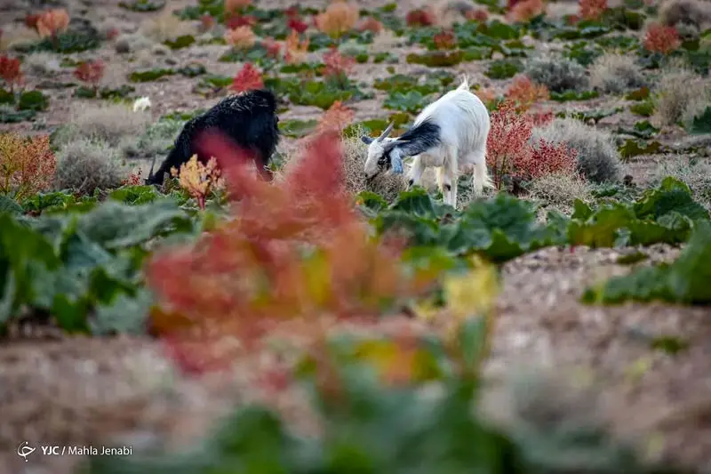 دشت زیبای ریواس 16