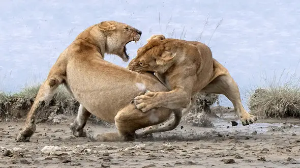 جنگ 2 شیر را دیده اید؟+ عکس