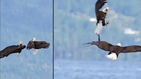 فیلم بینظیر از عاشقانه های 2 عقاب در آسمان / آن ها درس عشق دادند!