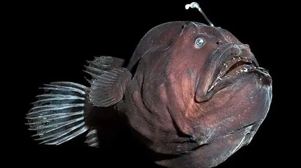 فیلم حرکت جالب ماهی راهب /  شکارچی کمین‌ گر اعماق دریا