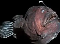 فیلم حرکت جالب ماهی راهب /  شکارچی کمین‌ گر اعماق دریا