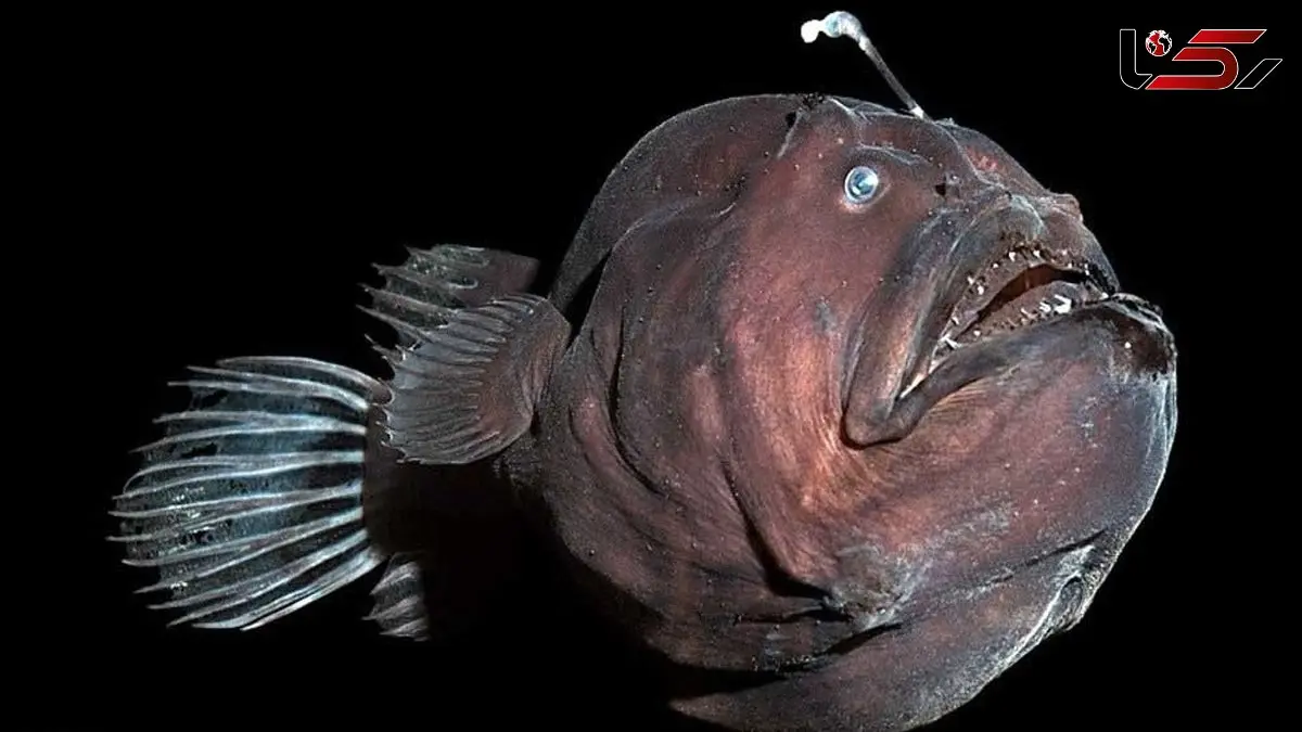 فیلم حرکت جالب ماهی راهب /  شکارچی کمین‌ گر اعماق دریا