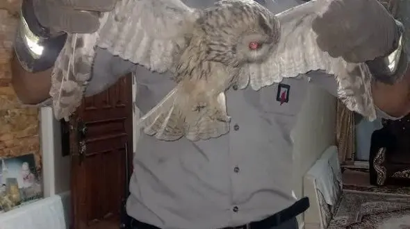 پیدا شدن جغد در منزل مسکونی ناصرآباد قزوین + عکس