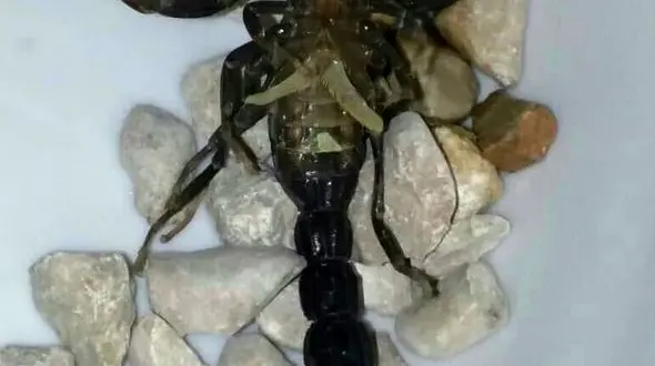 وحشت از عقرب های بالدار در جم+ عکس