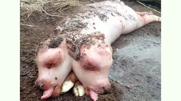 عجیب ترین گوساله متولد شد / این گوساله است یا خوک؟ َ+ عکس