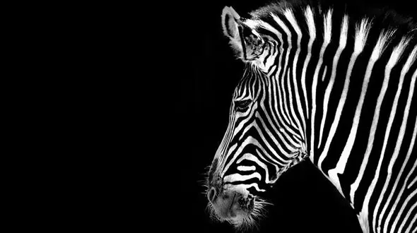 دومین گورخر آفریقایی در باغ وحش صفادشت ملارد تلف شد