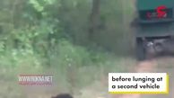 حمله خرس تنبل به دو جنگلبان + فیلم