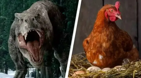 حقایق شگفت‌ انگیز: مرغ‌ ها و ارتباط نزدیک شان با تی‌ رکس