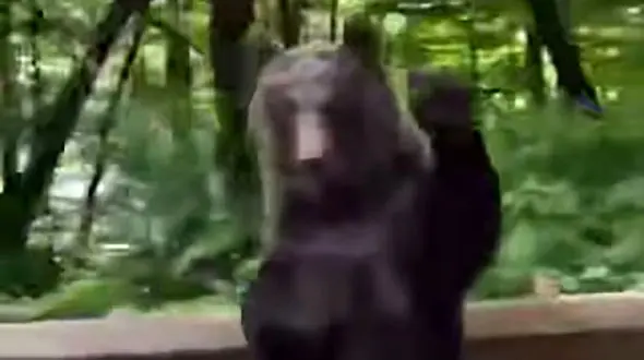 اقدام بامزه یک خرس با سرنشینان خودرو + فیلم