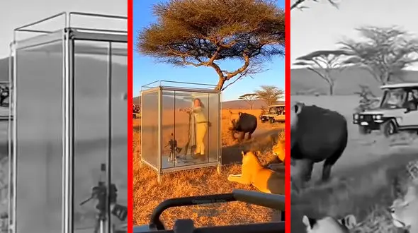 فیلم شکار گردشگر پس از شکستن شیشه توسط کرگدن