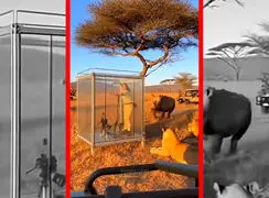 فیلم شکار گردشگر پس از شکستن شیشه توسط کرگدن