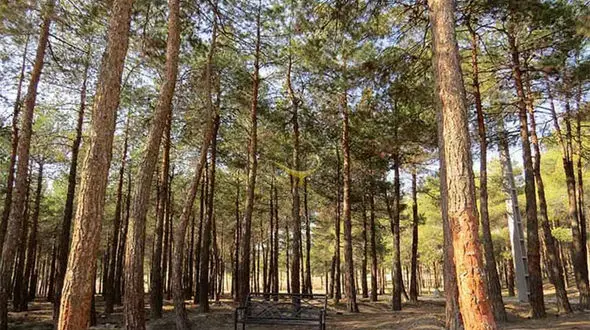 صحنه وحشتناک در پارک چیتگر / مرد ورزشکار شوکه شد