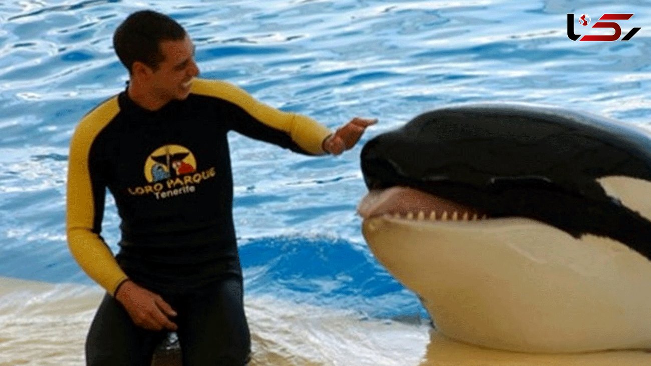 Trainer's horrifying death as SeaWorld killer whale 'bit his body and tore his organs'