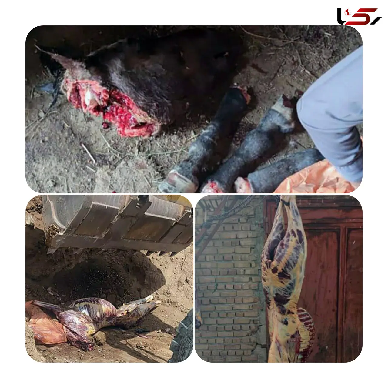 ‌ذبح گوشت اسب در یکی از روستاهای ‌قروه