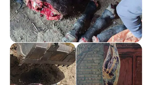 ‌ذبح گوشت اسب در یکی از روستاهای ‌قروه