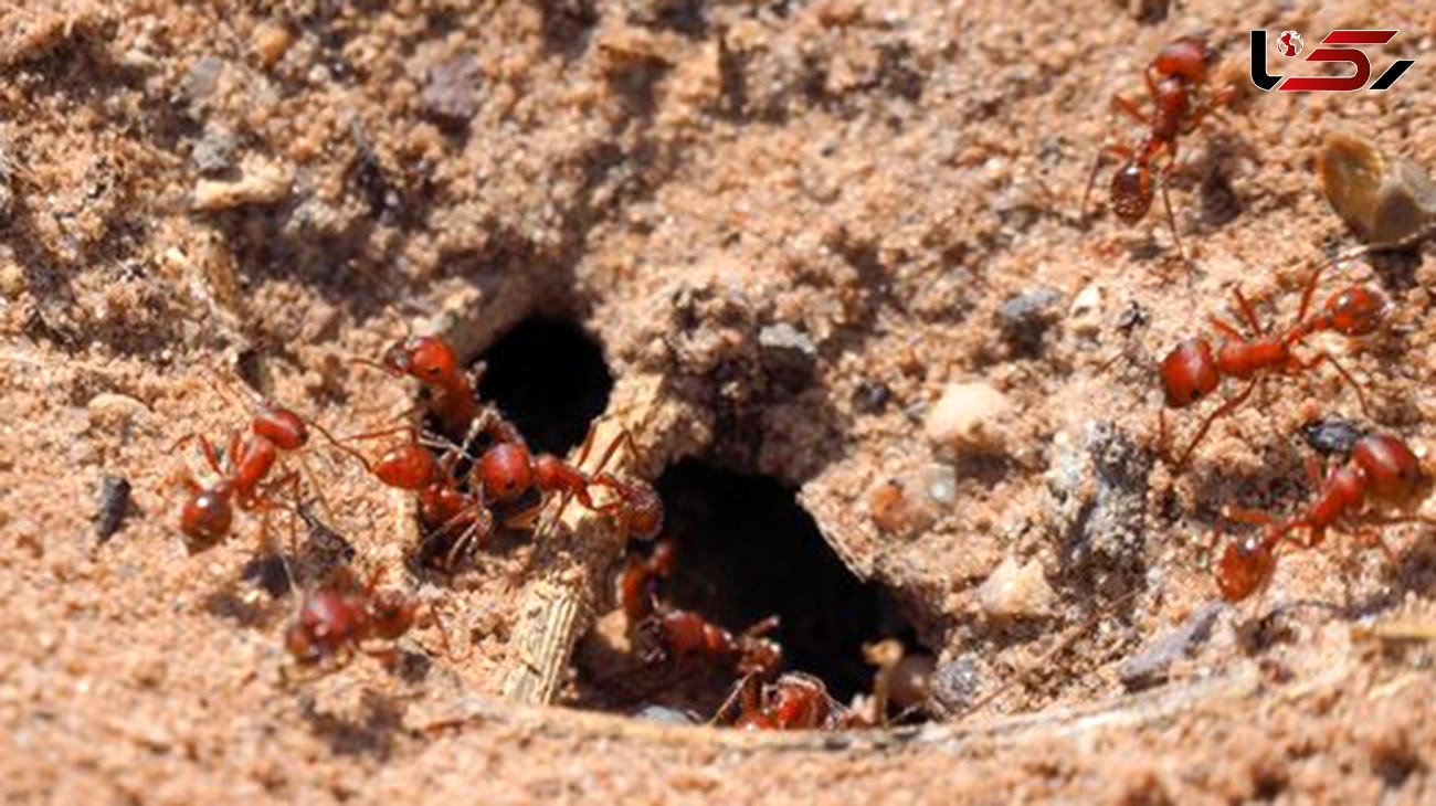 نتیجه باورنکردنی ریختن فلز مذاب در لانه مورچه‌های آتشین / عکس