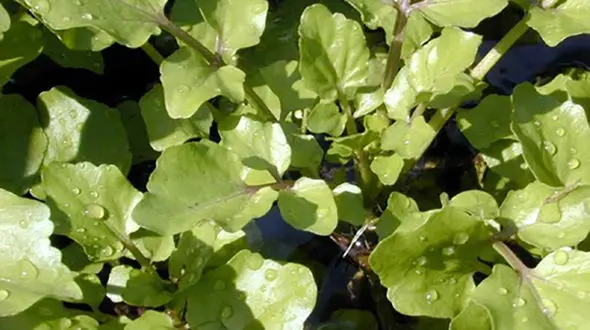 
خوردن این سبزی عمر را طولانی می‌کند+عکس
