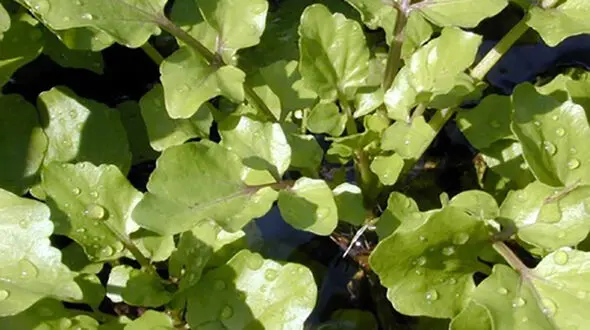 
خوردن این سبزی عمر را طولانی می‌کند+عکس
