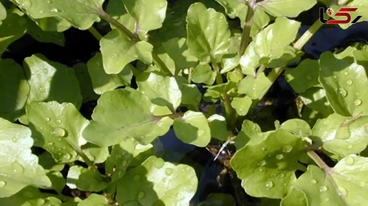 
خوردن این سبزی عمر را طولانی می‌کند+عکس
