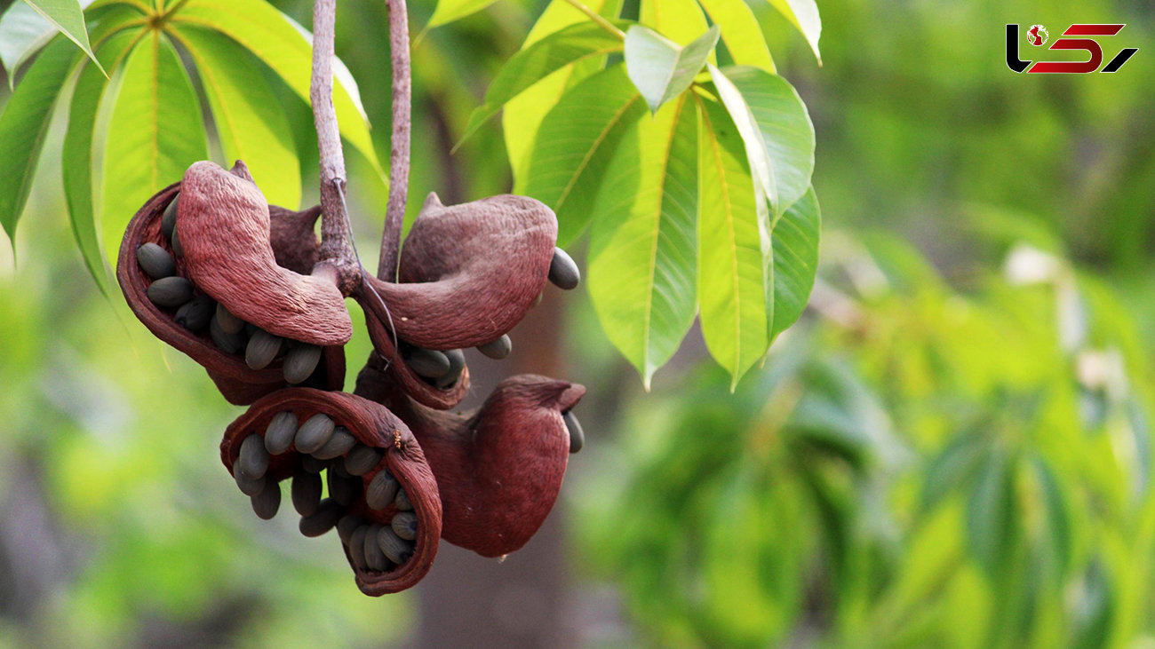 ببینید / میوه عجیب در بنگلادش + فیلم 
