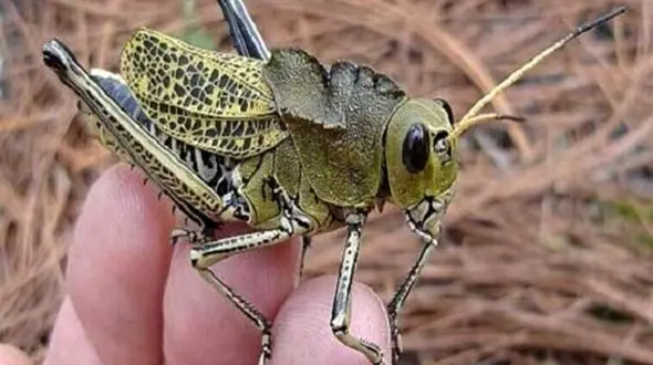 شروع آفت ملخ مراکشی در اصلاندوز