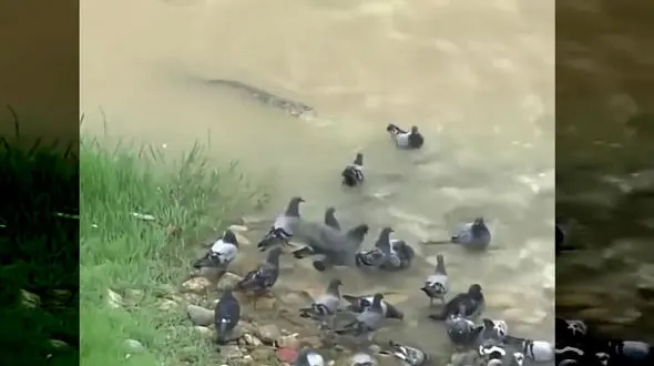  گربه ماهی این کبوتر را لقمه چرب کرد! + فیلم 