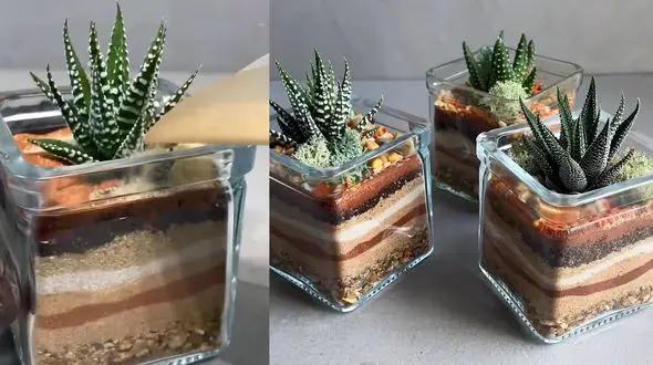 تزئین خاک کاکتوس + فیلم