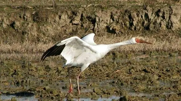 مقصر دیر کرد " امید" می تواند تغییرات اقلیمی باشد/ سال گذشته کاهش آمار پرندگان مهاجر به ایران نداشتیم