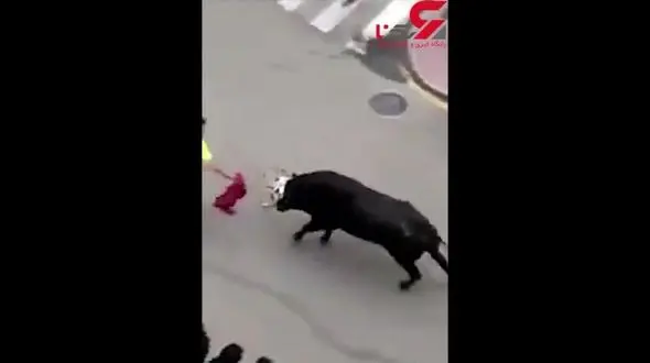 گاو وحشی، گاو باز خود را ادب کرد! + فیلم جالب