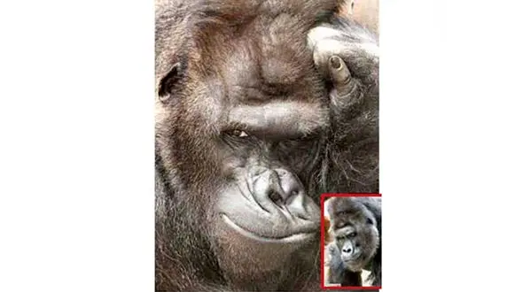خوش عکس ترین گوریل را ببینید! + تصاویر