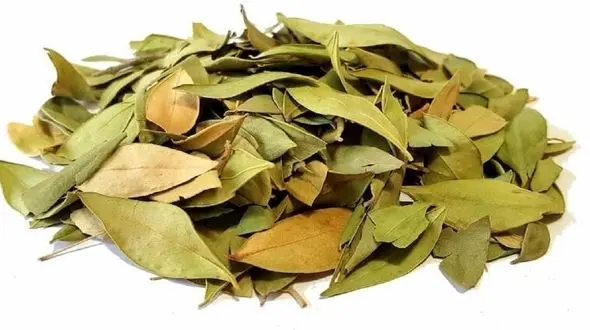 با این گیاه به جنگ ریزش مو بروید 