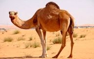 Iran removes ban on exports of camels