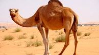 Iran removes ban on exports of camels