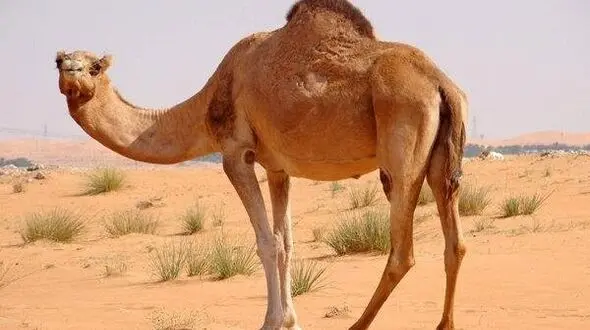 Iran removes ban on exports of camels