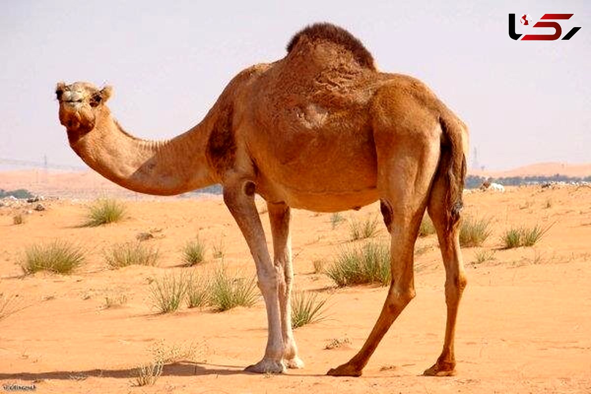 Iran removes ban on exports of camels