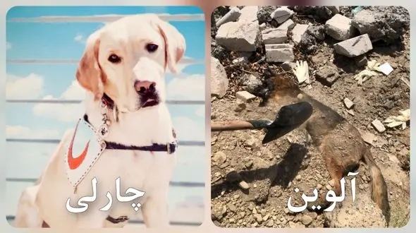 مرگ جگرسوز آلوین و چارلی، سگ های زنده یاب در حمله اسرائیل / به احترامشان باید ایستاد + عکس های تلخ