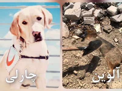 مرگ جگرسوز آلوین و چارلی، سگ های زنده یاب در حمله اسرائیل / به احترامشان باید ایستاد + عکس های تلخ