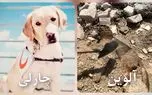 مرگ جگرسوز آلوین و چارلی، سگ های زنده یاب در حمله اسرائیل / به احترامشان باید ایستاد + عکس های تلخ