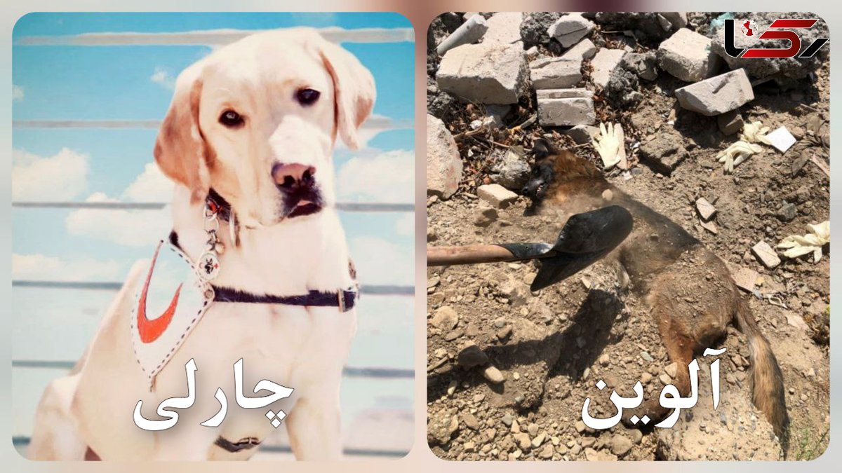 مرگ جگرسوز آلوین و چارلی، سگ های زنده یاب در حمله اسرائیل / به احترامشان باید ایستاد + عکس های تلخ