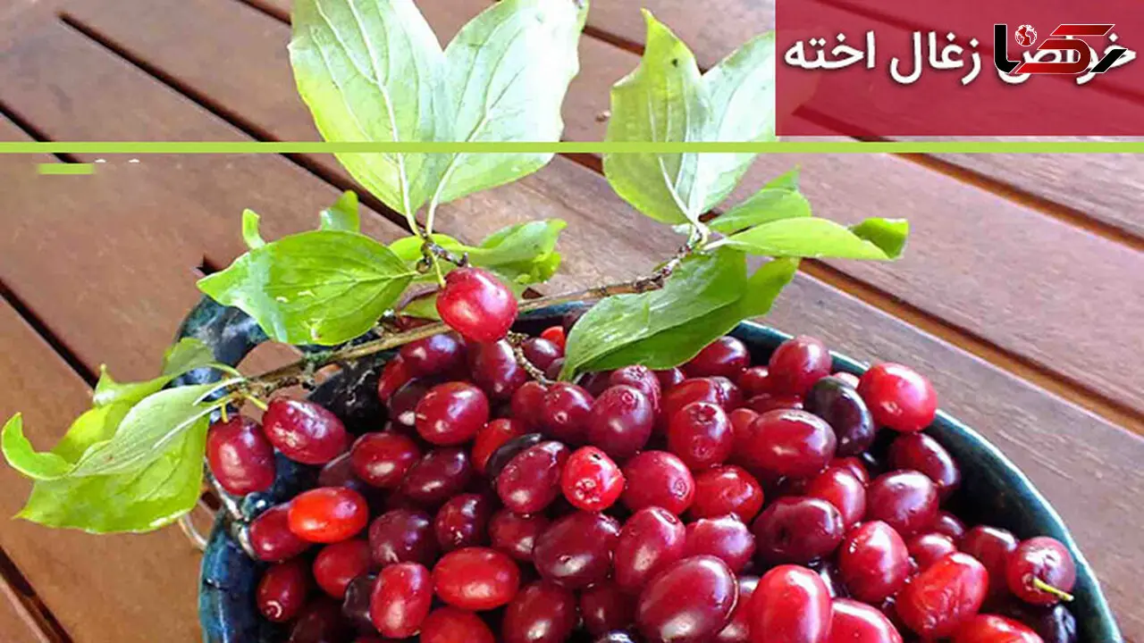 خواص هیجان انگیز زغال اخته