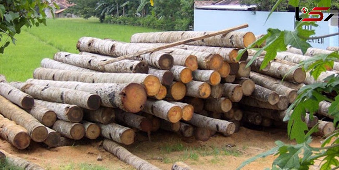 کشف 14 تن چوب قاچاق در فامنین