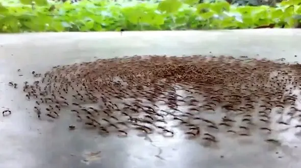 مرگ دایره ای مورچه های نابینا+ فیلم