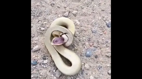 این مار دچار خوددرگیری است! / فیلم